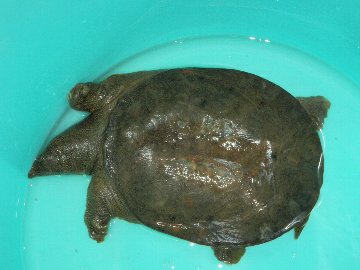 ������̈����@�w�F���@����x