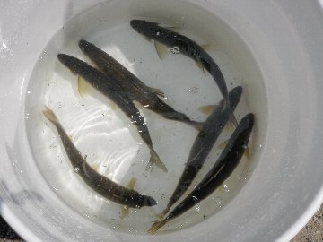 ������̈����@�w�F���@����x