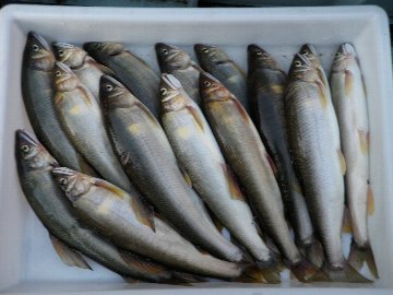 ������̈����@�w�F���@����x