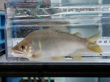 ������̈����@�w�F���@����x