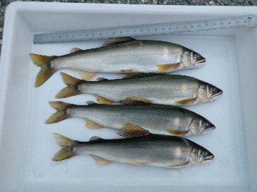 ������̈����@�w�F���@����x