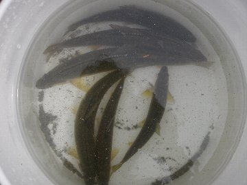 ������̈����@�w�F���@����x