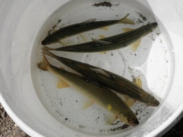 ������̈����@�w�F���@����x