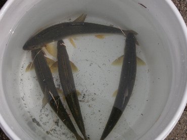 ������̈����@�w�F���@����x