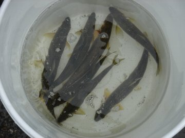 ������̈����@�w�F���@����x