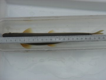 ������̈����@�w�F���@����x