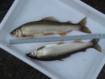 ������̈����@�w�F���@����x