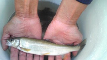 ������̈����@�w�F���@����x