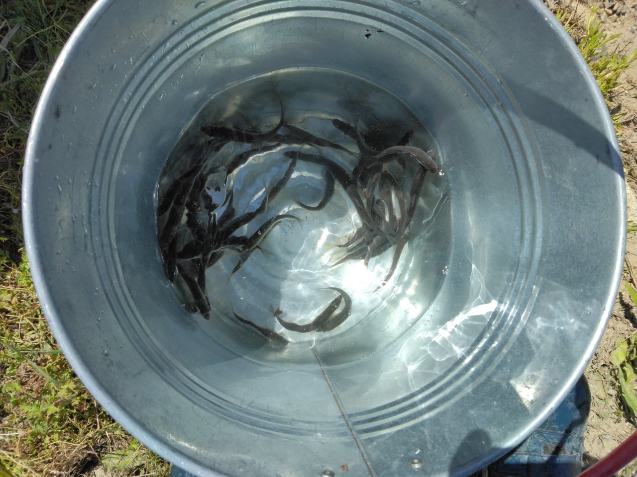 ������̈����@�w�F���@����x