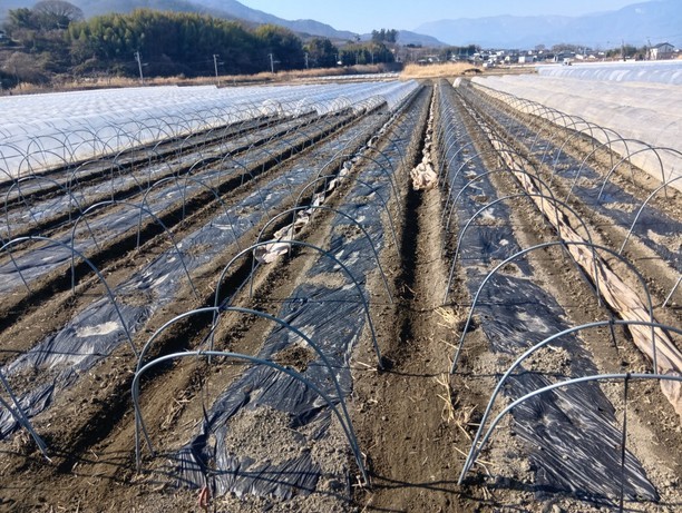 ���낱���͔|���L