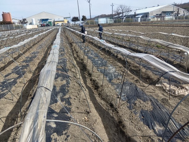 ���낱���͔|���L