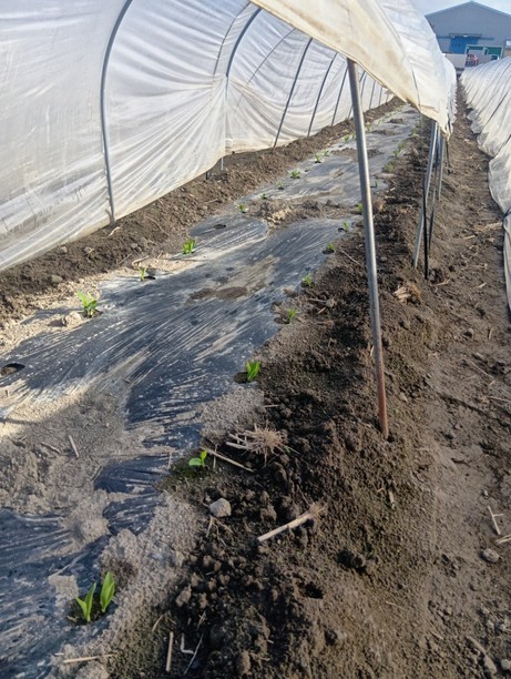 ���낱���͔|���L