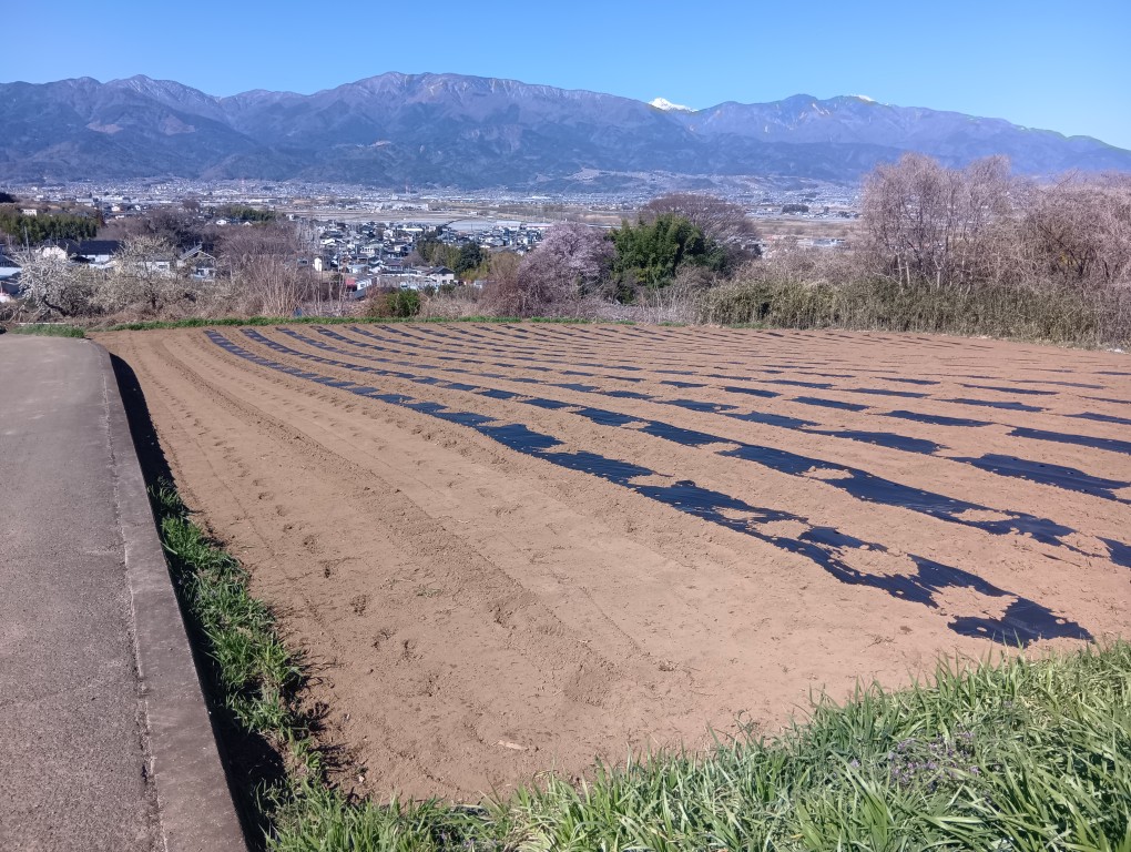 �h���`�F�h���[���̎�܂������i���낱���͔|���L�j