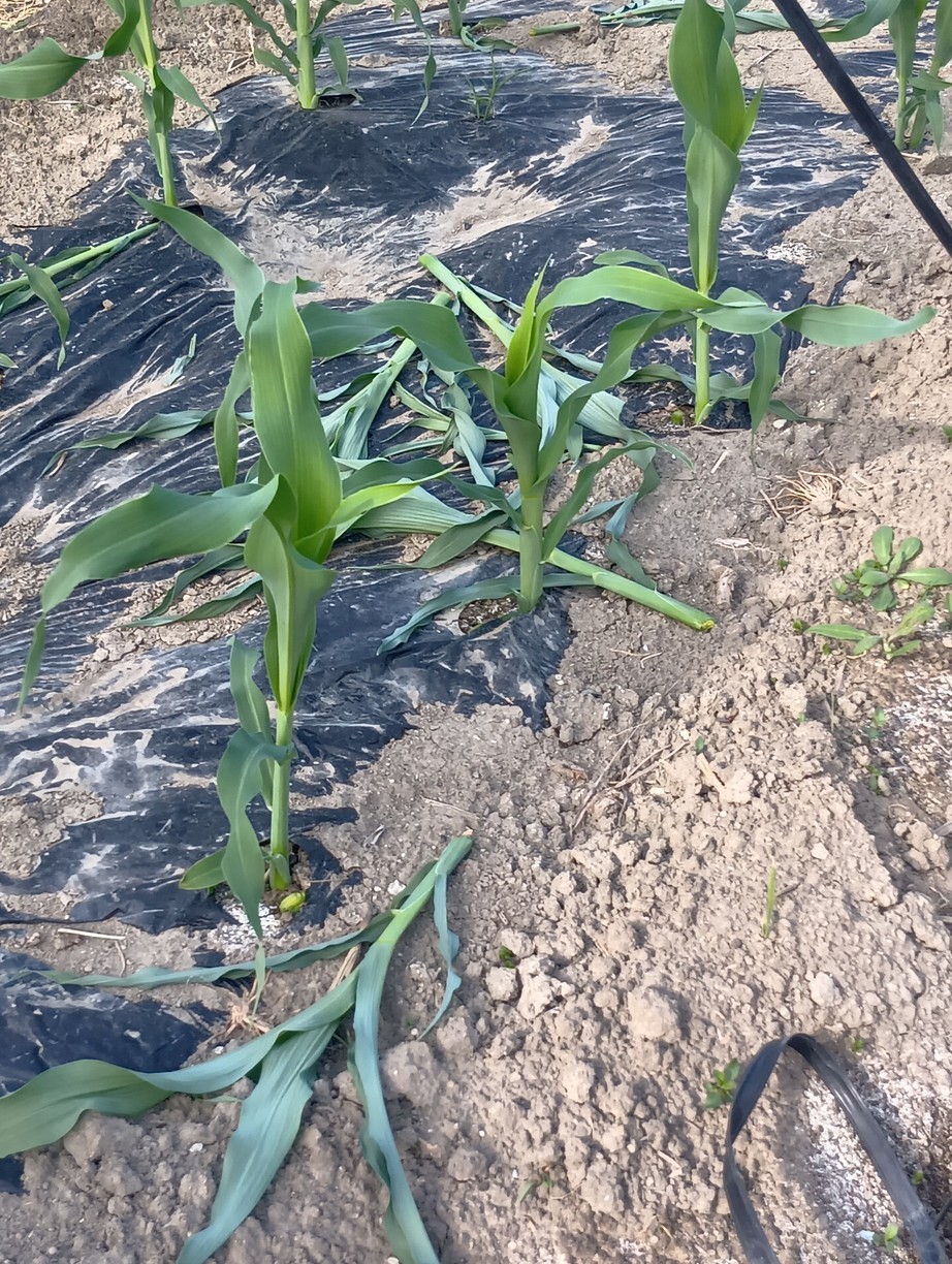 �~���t�B�[���̊��Ԉ����J�n�i���낱���͔|���L�j