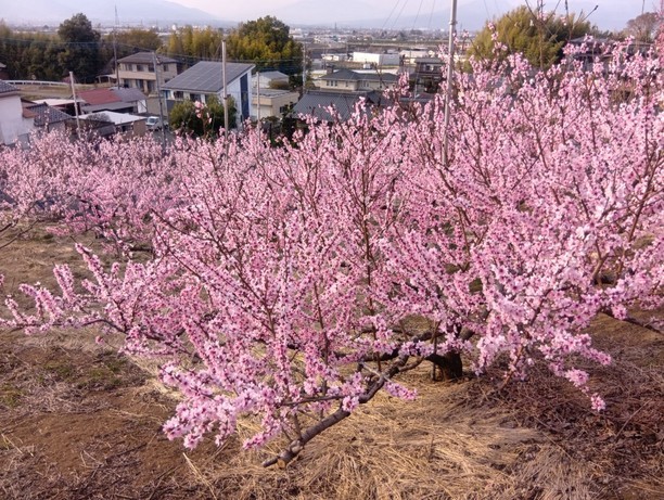 �b�{�~�n�͉Ԑ���i���낱���͔|���L�j