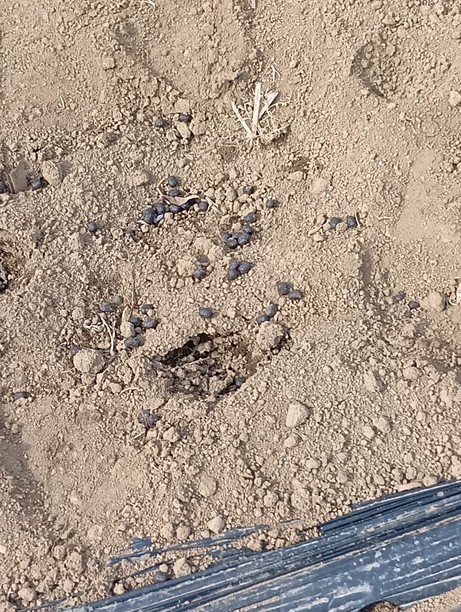 ���낱�����ɏb�̋C�z�i���낱���͔|���L�j