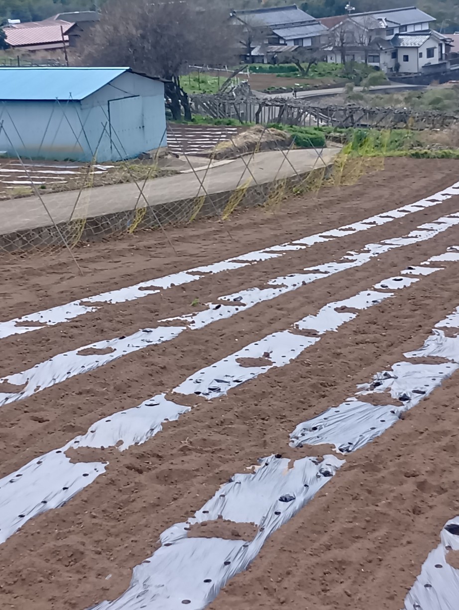 ���낱���̏b�΍�i���낱���͔|���L�j