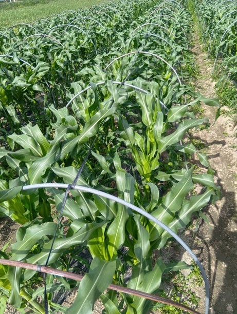 �~���t�B�[���̃r�j�[���g���l���O���i���낱���͔|���L�j