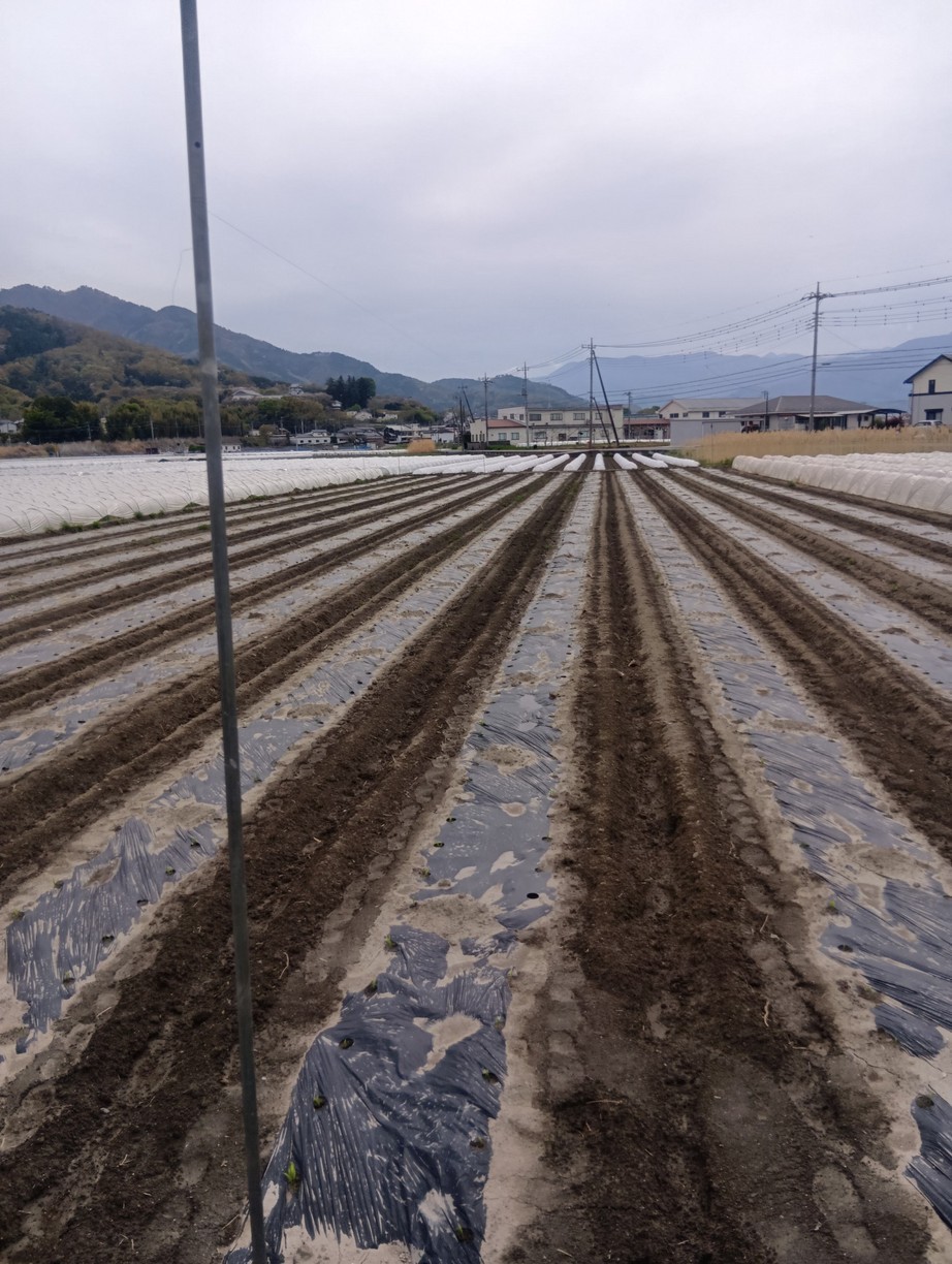 �h���`�F�h���[���i�H�n�͔|�j�̔��菇���i���낱���͔|���L�j