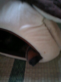 �_�b�N�X�t���g�̃P���^�N�I