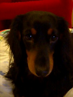 �_�b�N�X�t���g�̃P���^�N�I