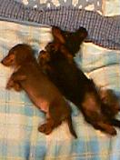 �_�b�N�X�t���g�̃P���^�N�I