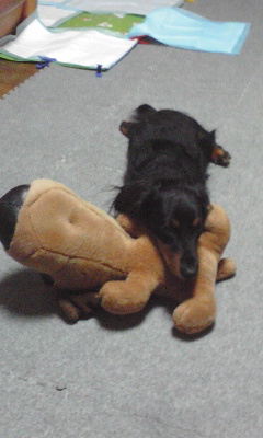 �_�b�N�X�t���g�̃P���^�N�I