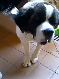 �_�b�N�X�t���g�̃P���^�N�I