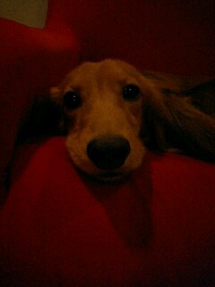 �_�b�N�X�t���g�̃P���^�N�I