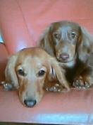 �_�b�N�X�t���g�̃P���^�N�I