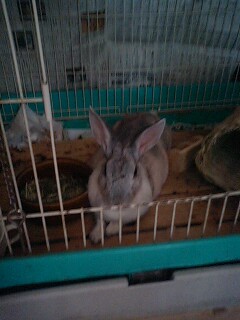 �_�b�N�X�t���g�̃P���^�N�I