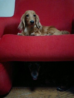 �_�b�N�X�t���g�̃P���^�N�I