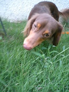 �_�b�N�X�t���g�̃P���^�N�I