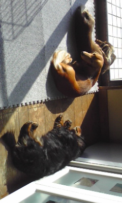 �_�b�N�X�t���g�̃P���^�N�I