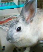 �_�b�N�X�t���g�̃P���^�N�I