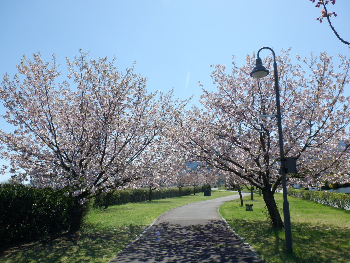 ���݂���ƉԌ��i�R�A���̓m�C�܂�����L�j