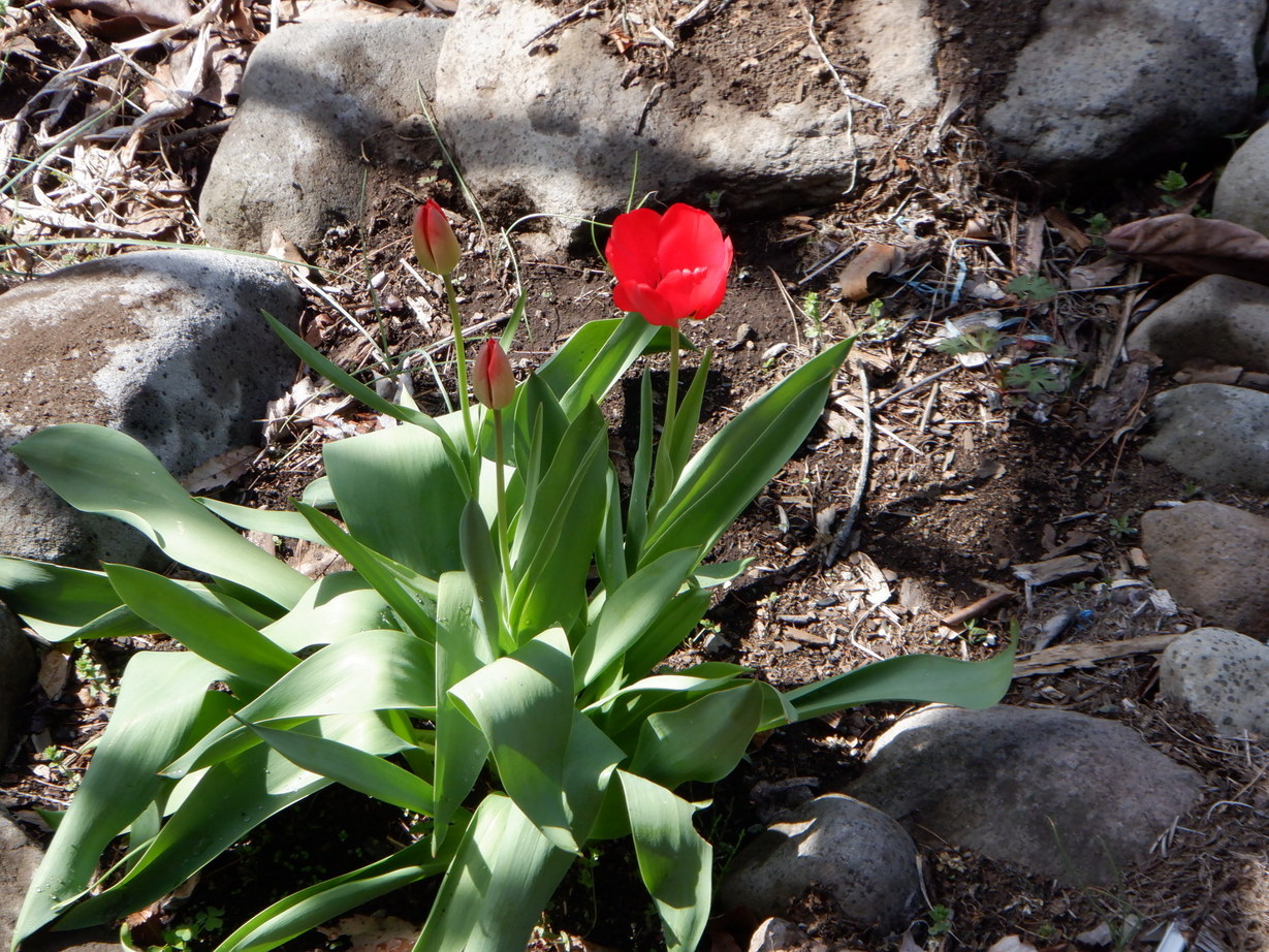 �tࣖ��i�R�A���̓m�C�܂�����L�j