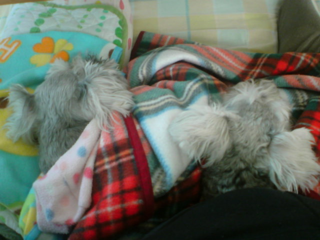 �����́u���^�r�N�v�i�������疺�j