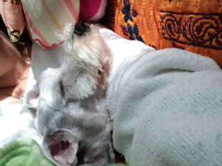 �����́u���^�r�N�v�i�������疺�j