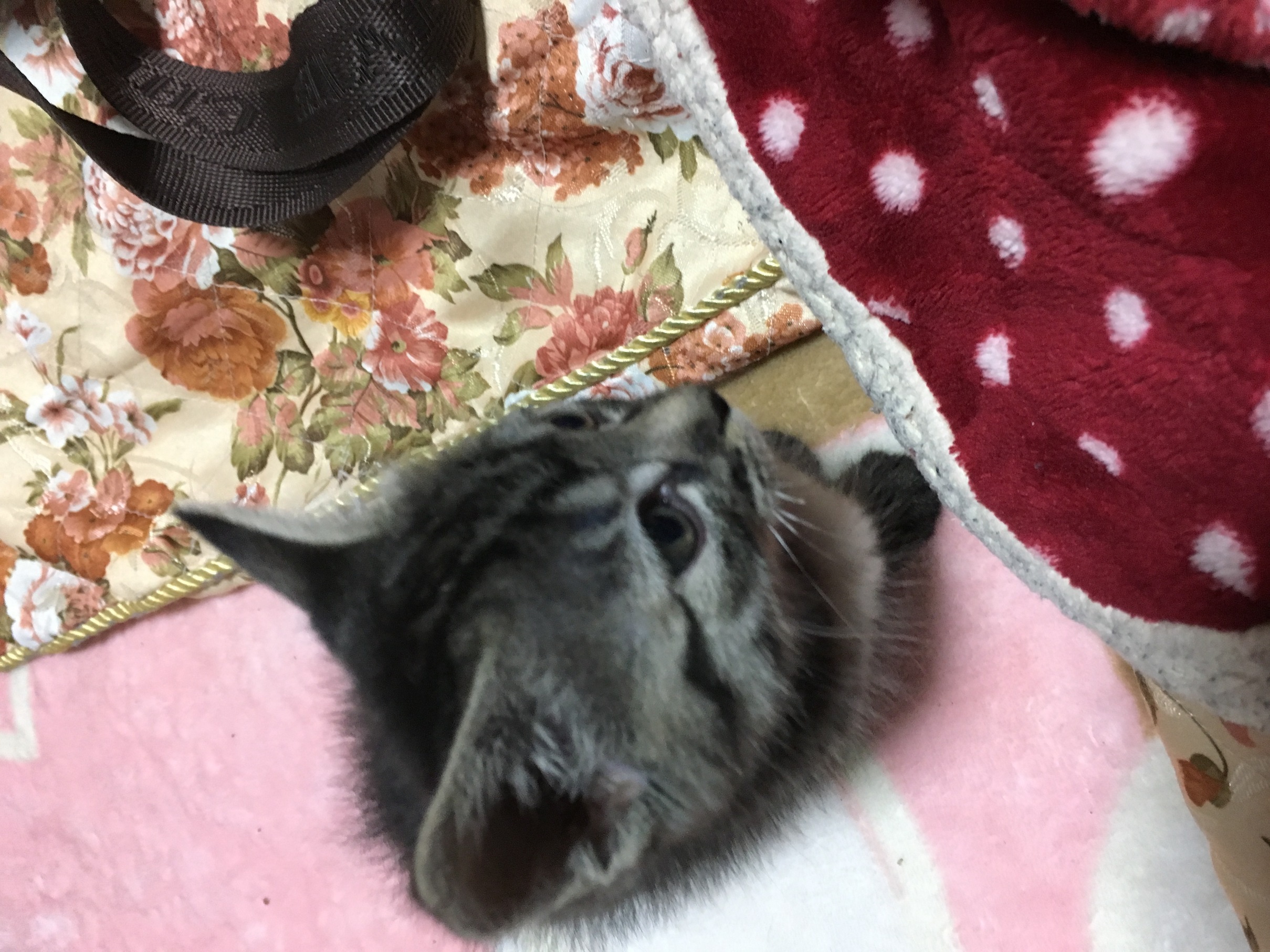 \ȎЉɌāiVj