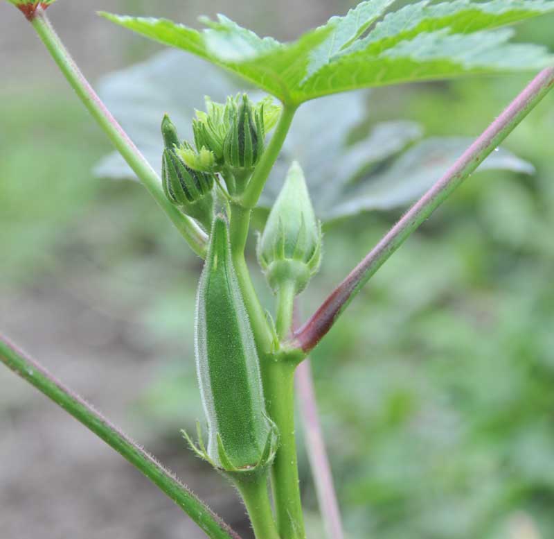 ���Ɛ��̖�؁E�ʕ�(by matu-chan)