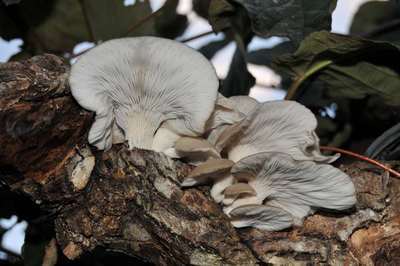 ���Ɛ��̖�؁E�ʕ�(by matu-chan)