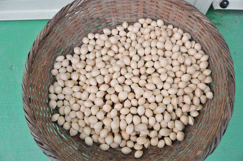 ���Ɛ��̖�؁E�ʕ�(by matu-chan)