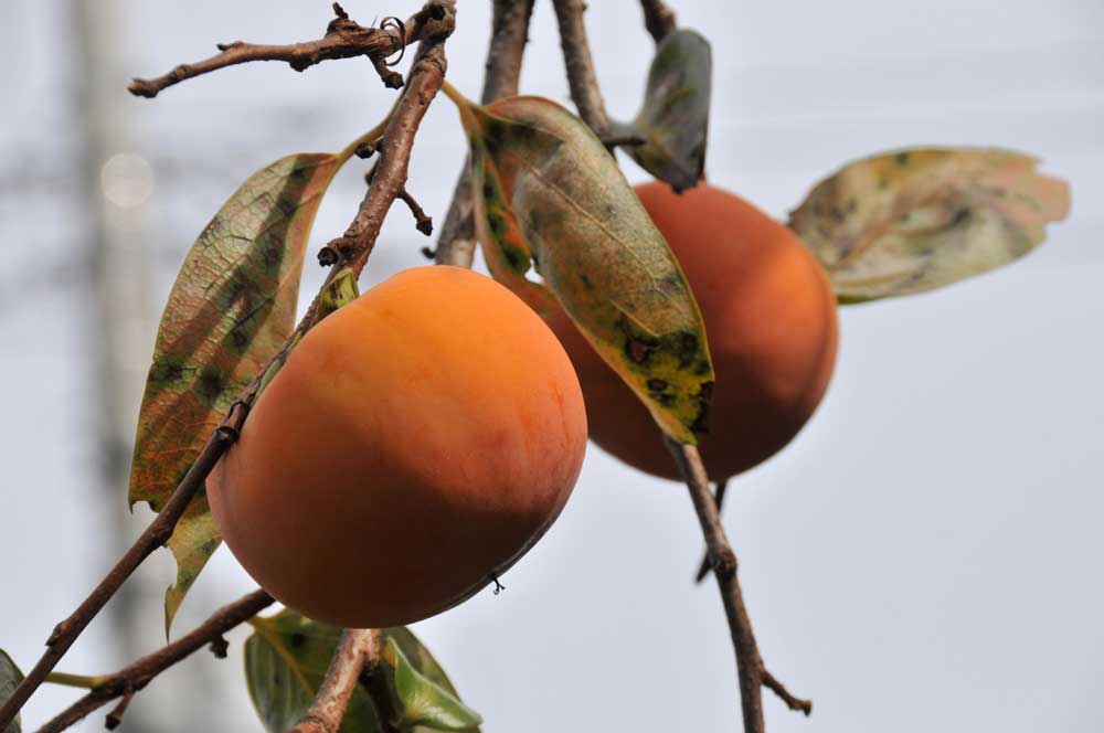 ���Ɛ��̖�؁E�ʕ�(by matu-chan)