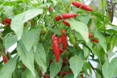 ���Ɛ��̖�؁E�ʕ�(by matu-chan)