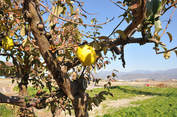 ���Ɛ��̖�؁E�ʕ�(by matu-chan)