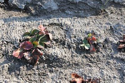 ���Ɛ��̖�؁E�ʕ�(by matu-chan)