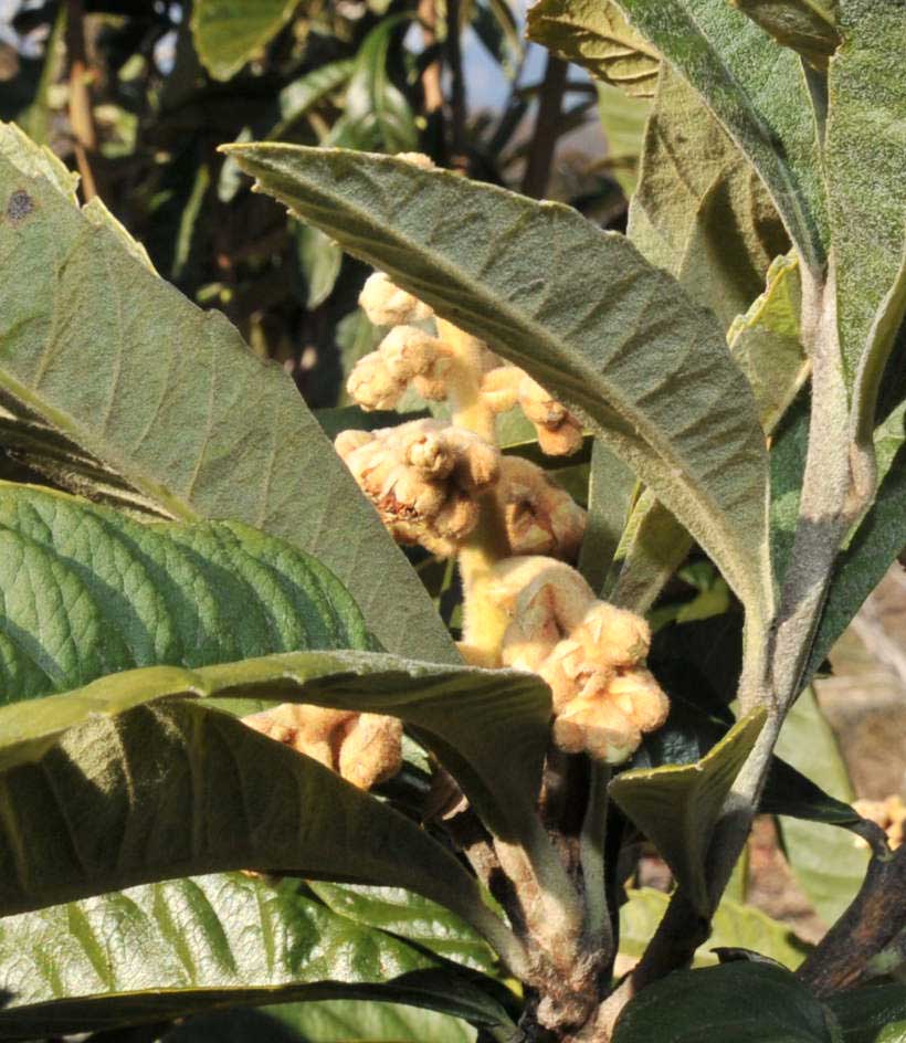 ���Ɛ��̖�؁E�ʕ�(by matu-chan)