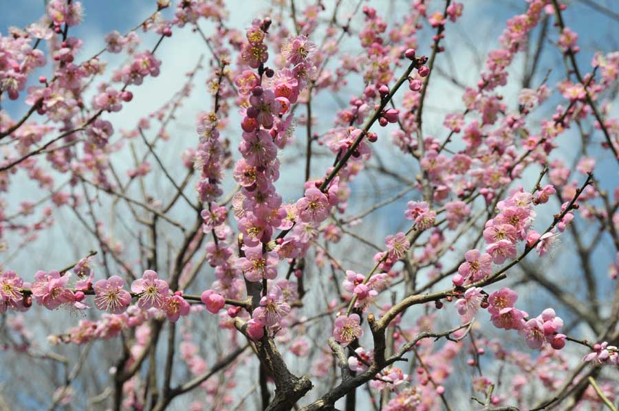 ���Ɛ��̖�؁E�ʕ�(by matu-chan)