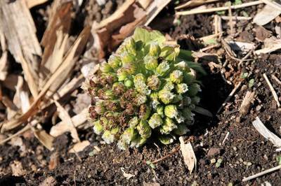 ���Ɛ��̖�؁E�ʕ�(by matu-chan)